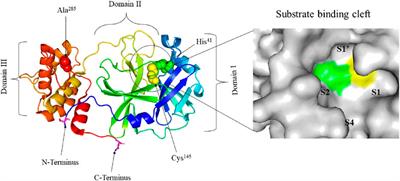 Frontiers Structural Basis Of Potential Inhibitors Targeting SARS CoV